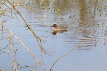 Krickente, Anas crecca
