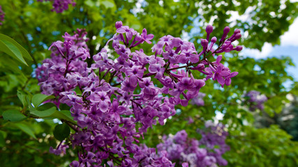 Fototapeta premium Lilac tree in spring of May.