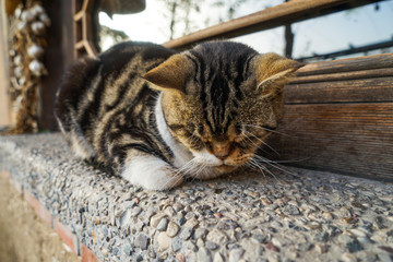 A cat dozes on the window sill