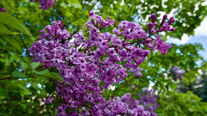 Obraz premium Lilac tree in spring of May.