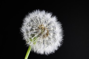 Studio macro close up of dandelion flower head with seeds and black background