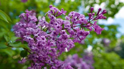 Lilac tree in spring of May.