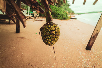 Tropikalny dziki owoc, ananas. - obrazy, fototapety, plakaty