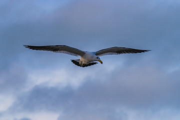 Obraz premium seagull flying with blue sky