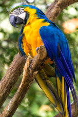 blue and yellow macaw