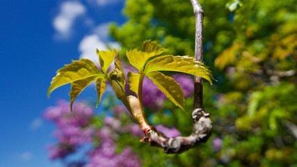 Bud blooming tree in May spring.