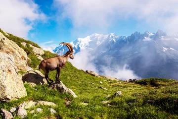 Papier Peint photo autocollant Mont Blanc Beautiful mountain landscape with mountain goat in the French Alps near the Lac Blanc massif against the backdrop of Mont Blanc.