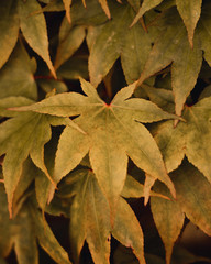 Fototapeta premium Autumn Leaves