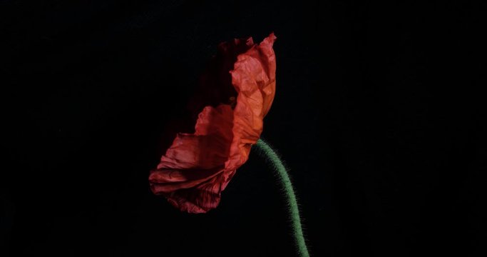 timelapse, detailed iceland poppy flower blooms in front of a black background