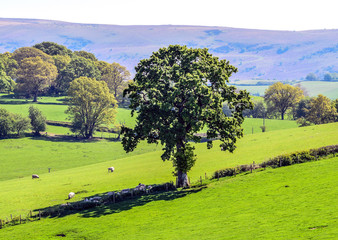 single tree in field 