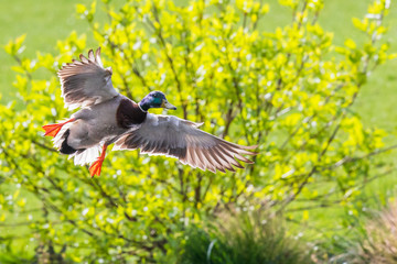 Drake Mallard Landing with Feet Down in Summer