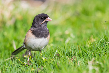 Female Dark Eyed Junco Collecting a Meal for her Chicks