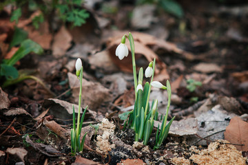 White snowdrops blossomed in the spring forest