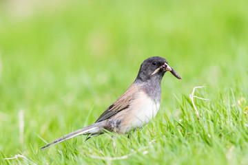 Female Dark Eyed Junco Collecting a Meal for her Chicks