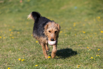 A young black and brown mixed breed dog walks with a small ball in his teeth and carries it to the...