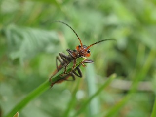 bug on a leaf