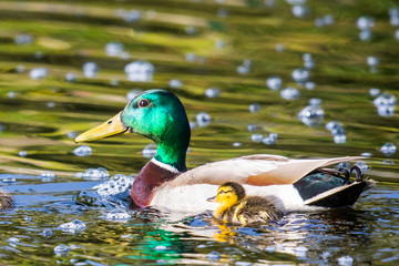 Mallard Duckling Hanging With Dad