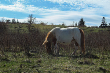 Pony in the meadow