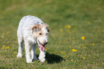 Fototapeta premium Tired of running, a white and gray mixed breed dog walks with a protruding tongue to cool off.