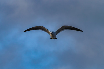 seagull flying with blue sky