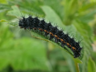 caterpillar on a leaf