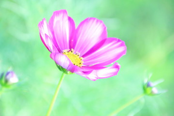 Fototapeta premium コスモス