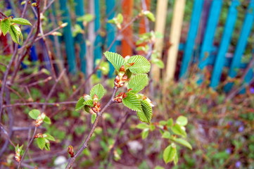 веточка с почками и новыми листьями на фоне разноцветного забора
twig with buds and new leaves on the background of a multi-colored fence