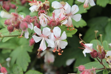Pastel purple geranium perennial plant