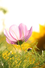 Fototapeta premium コスモス