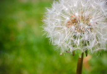A close up of a dandelion before it looses its petals
