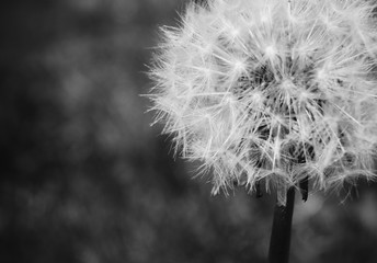 A close up of a dandelion before it looses its petals