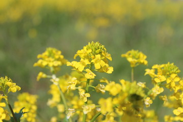 Field of yellow flowers close up