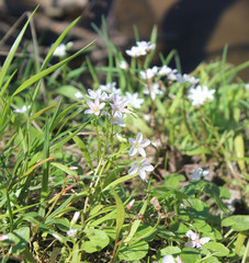 White and pink flowers in grass