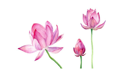 Hand drawn watercolor illustration Three pink Lotus. Vector