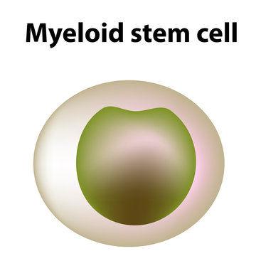 The structure of platelets. Platelets are a blood cell. myeloid, stem, cell, megakaryocyte, megakaryoblast. Infographics. illustration on isolated background.