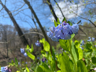 Purple flowers on a sunny day