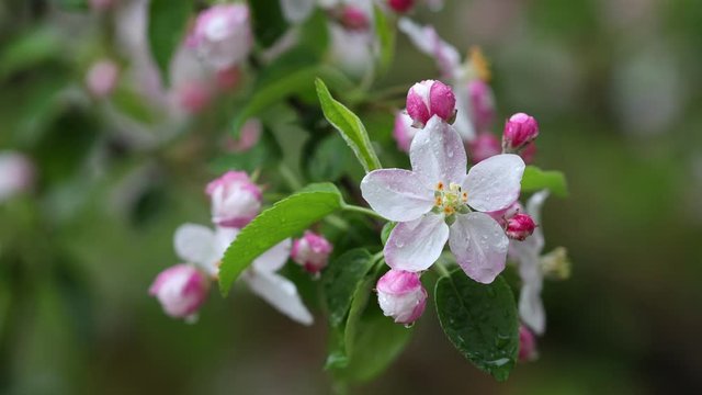 4k movie of apple flowers blooming an moving in the wind with rain