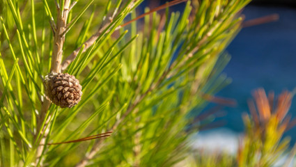 pine cone on a tree