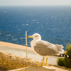 A seagull begging for food