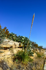 Agave, yucca, cacti and desert plants in a mountain valley landscape in New Mexico,