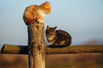 Cute Kitten and horse on the farm. © Алексей Городько