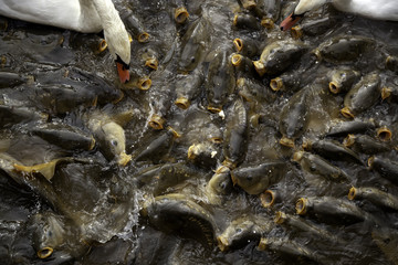 Carps eating lake