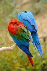 Plumages à dos de perroquets