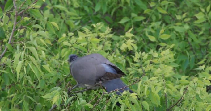 Common wood pigeon on a branch, eating the berries of a European nettle tree
