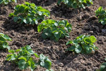 Fresh organic strawberries grow in the garden. Strawberry bushes grow in the garden in the spring and are in the vegetative stage. Care for strawberry cultivation. Diagonal arrangement selective focus