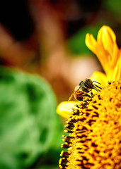 bee on yellow flower