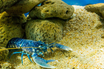 A very beautiful blue lobster