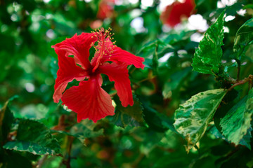 Hibisco vermelho.