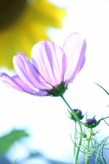 Fototapeta premium ひまわりとコスモス