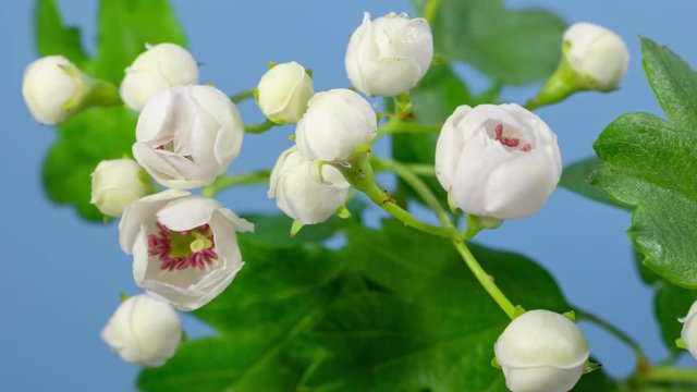 Macro time lapse hawthorn tree flowers opening on blue background